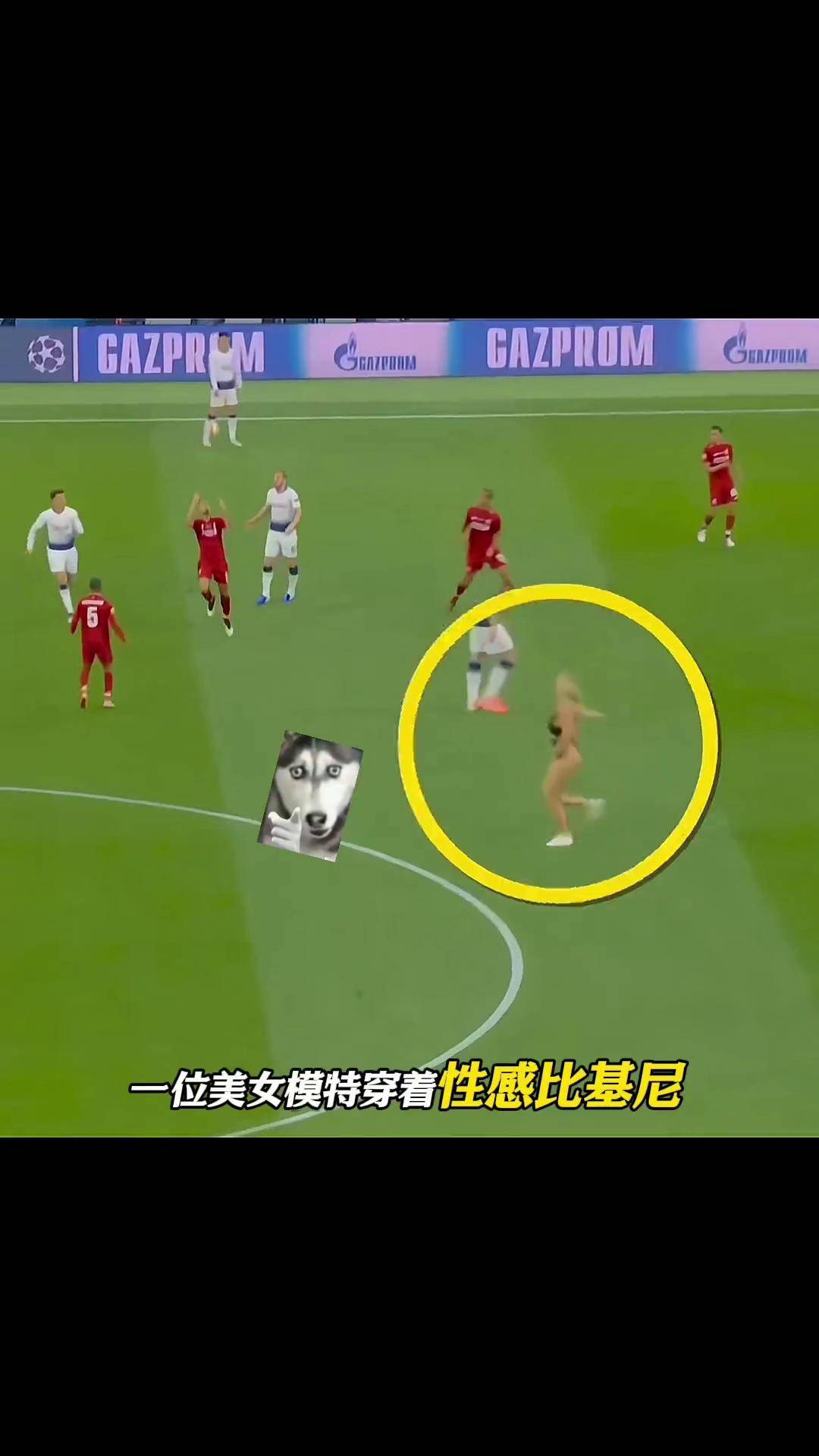 足球场上的动物入侵名场面的简单介绍